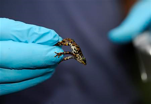 Biologist Jorge Guerrel puts a tiny Toad Mountain harlequin frog into a plastic bag for weighing and measuring on the slopes of Panama's Cerro Sapo March, 26, 2011. REUTERS / Sean Mattson