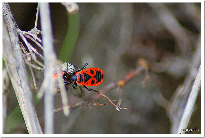 DSC_00090001 DSC_00090001