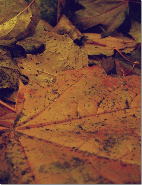 Fallen_Leaves_texture_by_thiselectricheart Fallen_Leaves_texture_by_thiselectricheart