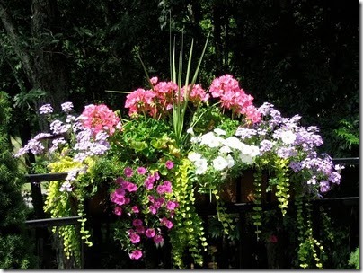 window box5