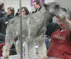 Standard Schnauzer