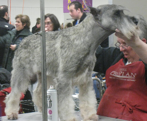 Standard Schnauzer