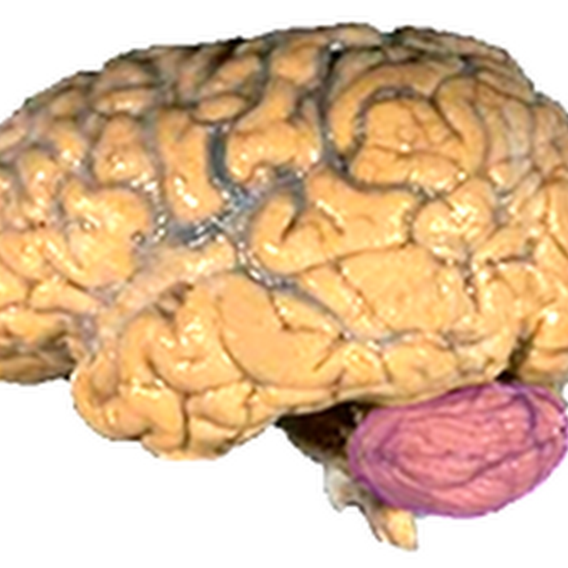 The cerebellum