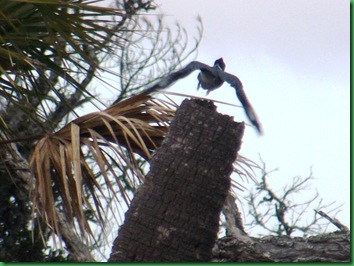 Hunting Island with Nancy & Bill (44)