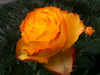 May 11 - Rose