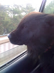If the outside air isn’t cooler than their body temperature, an animal can succumb to Heatstroke.