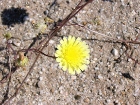 Amazing how these can survive when it is pushing 90'