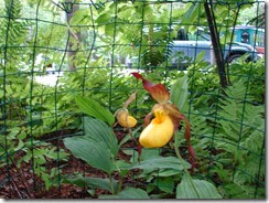 Giant Lady Slipper