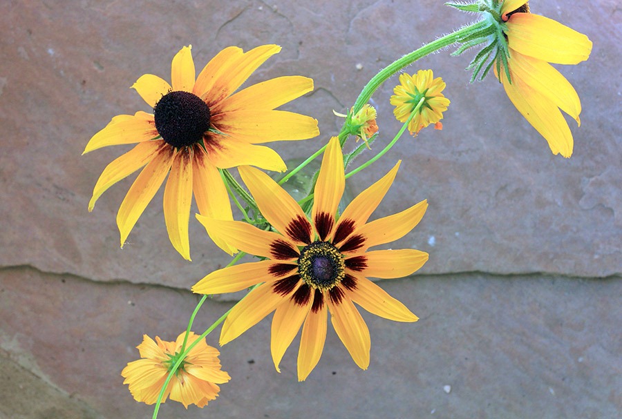 [Rudbeckia-hirta_02%255B7%255D.jpg]