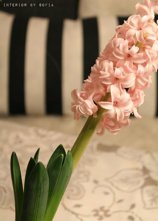 IMG2259 IMG2259