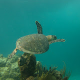 Diving and Sailing Caribbean