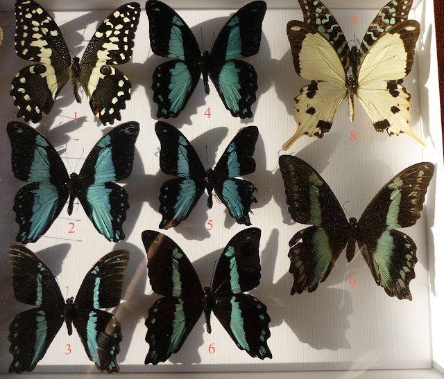 Papilionidae (1) d'Ebogo (Cameroun), avril 2013. Coll. et photo : M. Debary1. Papilio demodocus demodocus ; 2. P. chrapkowskoides ; 3. P. nireus nireus, mâle ; 4. P. sosia pulchra ; 5. P. chrapkowskoides ; 6. P. nireus nireus, mâle ; 7. Graphium antheus ; 8. P. dardanus, mâle ; 9. P. nireus nireus, femelle.