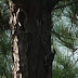 Red%252520cockaded%252520woodpecker-1