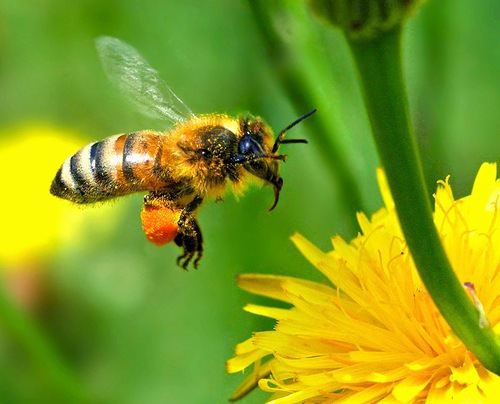 [simplicity%2520bee%255B2%255D.jpg]