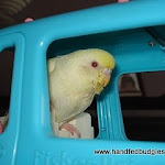 Jan 24-11 Budgie & Barbie car  Eggie.JPG