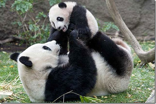 animals-mini-me-4