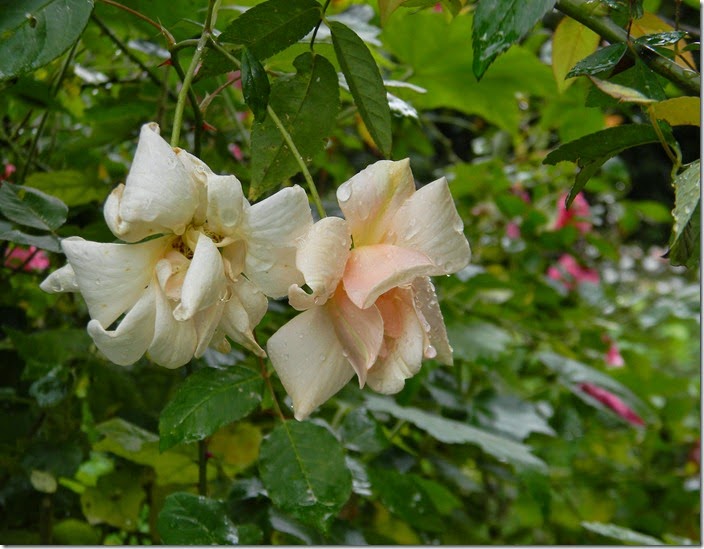 DSCN2175 DSCN2175