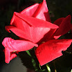 DSCF0490.jpg