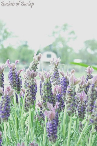 [Spring%2520garden%25202%255B3%255D.jpg]
