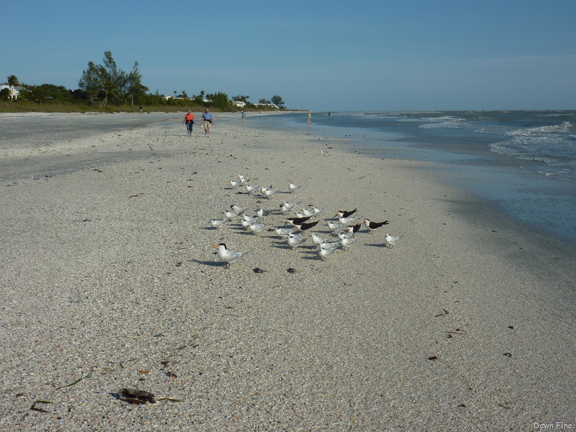 [Sanibel_011%255B3%255D.jpg]