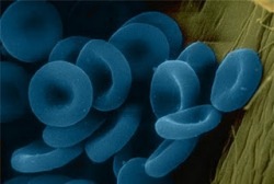 [blue-aimopetalia%255B5%255D.jpg]