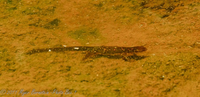 [Red-spotted%2520Newt_ROT2249West%2520Virginia%2520%2520NIKON%2520D3S%2520May%252007%252C%25202011%255B3%255D.jpg]