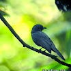 Rufous-winged Philentoma-03.jpg