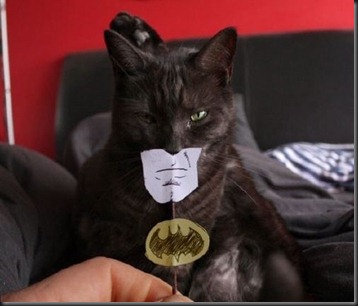 Batman Cat