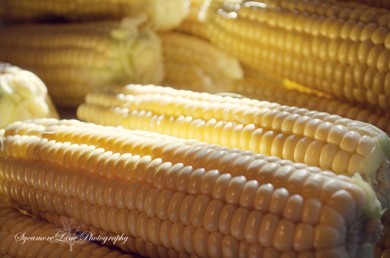 Corn-SycamoreLane Photography