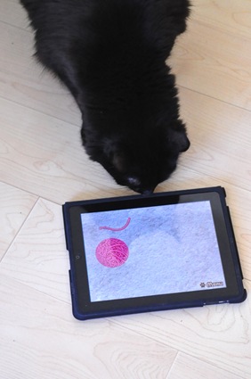 [paw%253Dpad%255B4%255D.jpg]