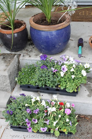 [PlantingAnnuals54.jpg]