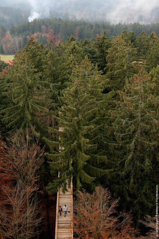 bavaria-treetop-walk-1 bavaria-treetop-walk-1
