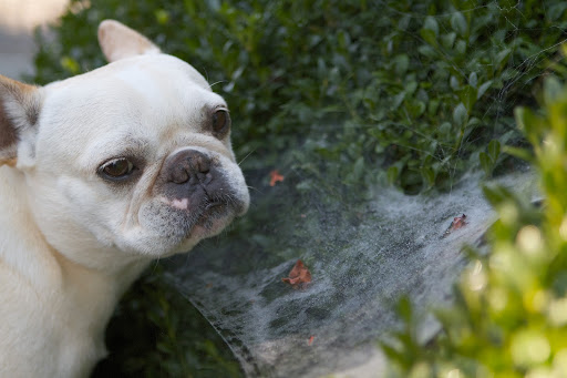 Franny, there are several different types of spider webs made by different kinds of spiders. This one is known as a sheet web and the spider is usually found beneath it waiting for prey. The web protects the spider from hungry birds. Franny, there are several different types of spider webs made by different kinds of spiders. This one is known as a sheet web and the spider is usually found beneath it waiting for prey. The web protects the spider from hungry birds.