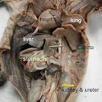 fetal_pig_dorsal_aorta.JPG
