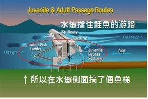 魚梯的示意圖 魚梯的示意圖