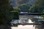 Graureiher im St.-Jürgens-Land