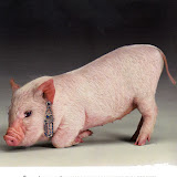 porquinhavogue03.jpg