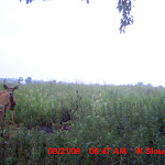 nichols deer 210.JPG