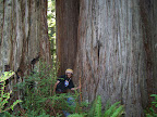 california_sequoia