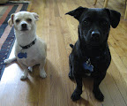 “What is a friend? A single soul dwelling in two bodies.” 
― Aristotle