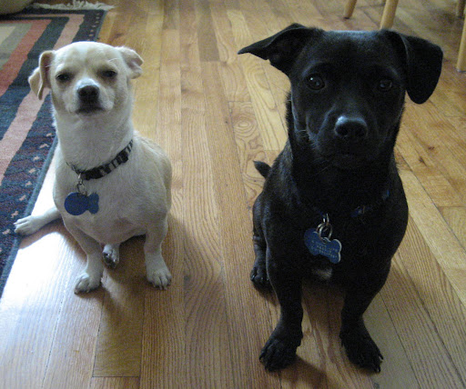 “What is a friend? A single soul dwelling in two bodies.” 
― Aristotle