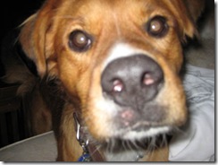 Dog dies after being left behind when owners move