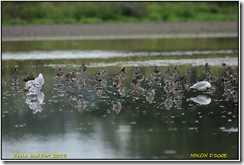 Slimbridge WWT - Rain Slimbridge WWT - Rain