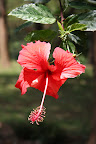 Brilliant Hibiscus flower