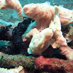 Pink frogfish (Lembeh Strait)