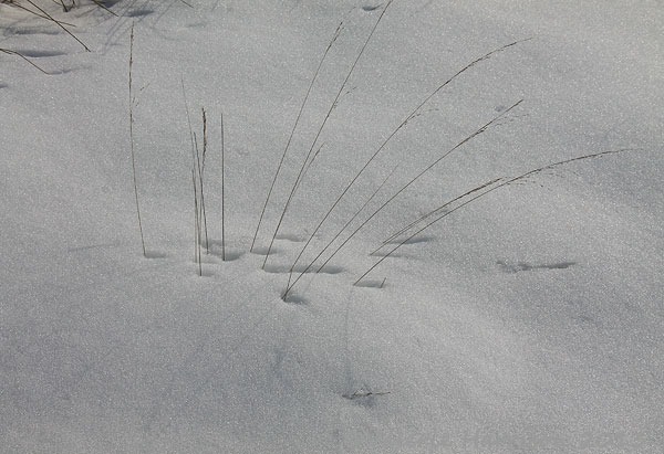 [41-grass-in-snow%255B2%255D.jpg]