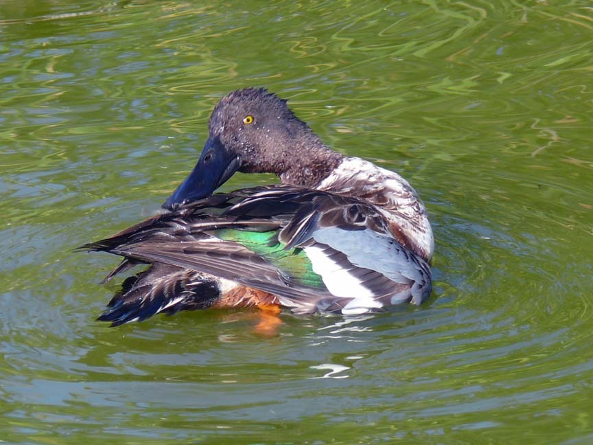 [Northern%2520Shoveler%255B7%255D.jpg]
