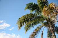 Palms and blue sky