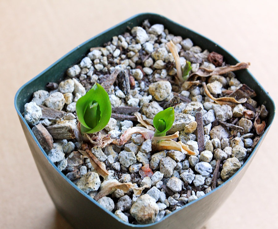[120921_Veltheimia-bracteata_07%255B3%255D.jpg]
