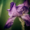 iris6sh.jpg